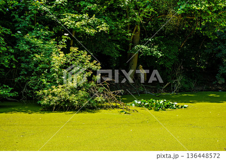 Hiking along the banks of the Bavarian River Wuerm with detailed views of green nature. 136448572