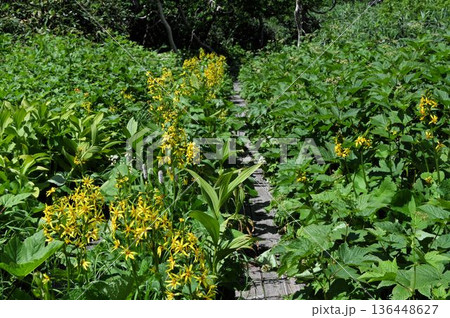 信州栂池自然園で見た木道の傍に並んで咲く黄色の花の花序が綺麗なオタカラコウ 136448627