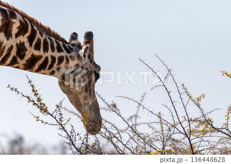 Closeup of a Giraffe 136448628