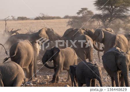 Bathing Elephants in Etosha Bathing Elephants in Etosha 136448629