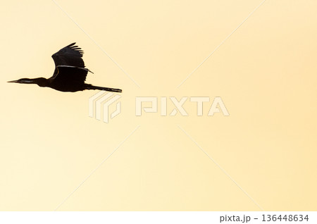African Darter in Flight African Darter in Flight 136448634