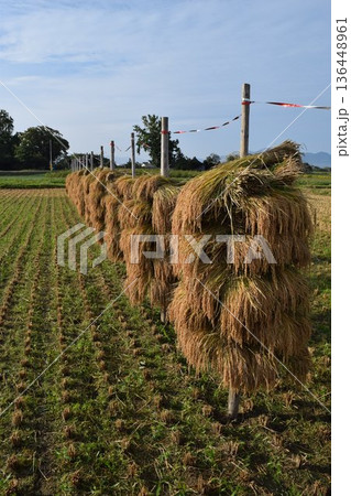 稲穂の自然乾燥 天日干し 136448961