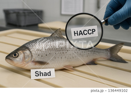 Shad (Prochilodus spp.) HACCP Inspection for Freshness Verification and Traceability Control on Drainage-Compliant Surface in Certified Seafood Quality Assurance Environment 136449102