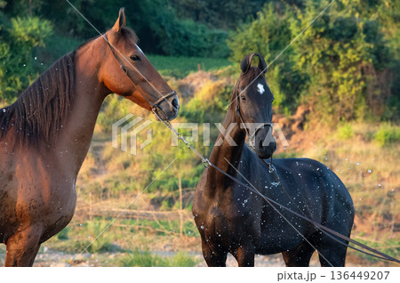 black and bay mares of indian breed Marwari posing in river at sunny evening. Gujarat, India black and bay mares of indian breed Marwari posing in river at sunny evening. Gujarat, India 136449207