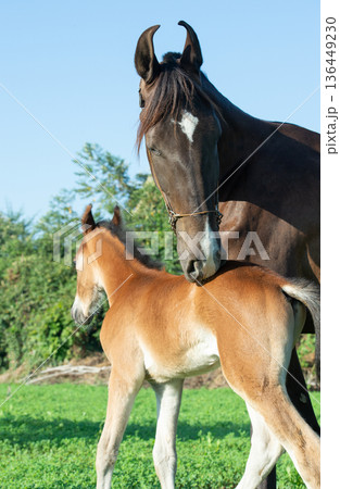 portrait of Marwari dam with her foal posing at pasture at sunny morning.  India, Gujarat 136449230