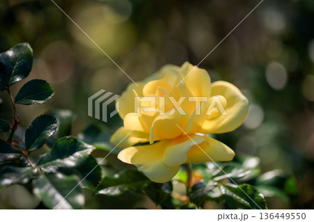 美しいバラ 136449550