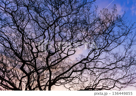 美しいバラ 136449855