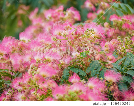 Pink Mimosa Blossom Albizia Tree in Bloom - Lush Summer Floral Background 136450243