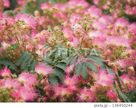 Pink Mimosa Blossom Albizia Tree in Bloom - Lush Summer Floral Background Pink Mimosa Blossom Albizia Tree in Bloom - Lush Summer Floral Background 136450244