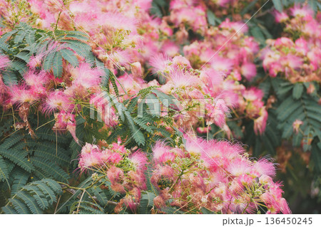 Pink Mimosa Blossom Albizia Tree in Bloom - Lush Summer Floral Background 136450245