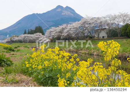 湯布院の桜（大分県由布市湯布院） 136450294