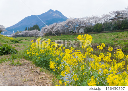 湯布院の桜(大分県由布市湯布院) 湯布院の桜(大分県由布市湯布院) 136450297