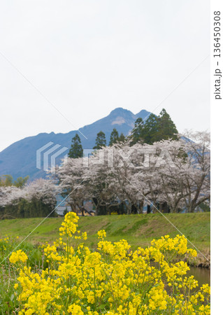 湯布院の桜(大分県由布市湯布院) 湯布院の桜(大分県由布市湯布院) 136450308