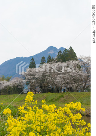 湯布院の桜(大分県由布市湯布院) 湯布院の桜(大分県由布市湯布院) 136450309