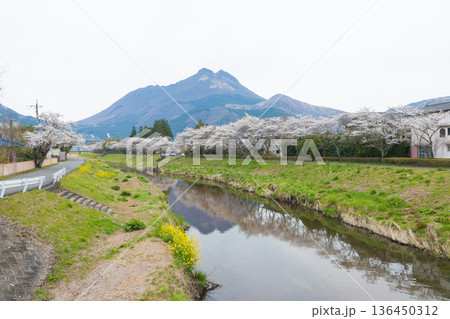 湯布院の桜(大分県由布市湯布院) 湯布院の桜(大分県由布市湯布院) 136450312