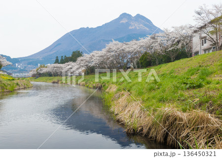 湯布院の桜（大分県由布市湯布院） 136450321