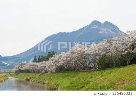 湯布院の桜(大分県由布市湯布院) 湯布院の桜(大分県由布市湯布院) 136450322