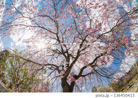青空としだれ桜（大分県別府市志高湖） 136450413