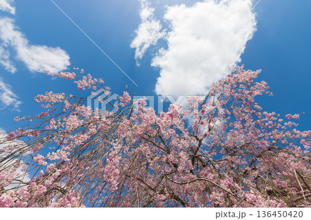 青空としだれ桜(大分県別府市志高湖) 青空としだれ桜(大分県別府市志高湖) 136450420