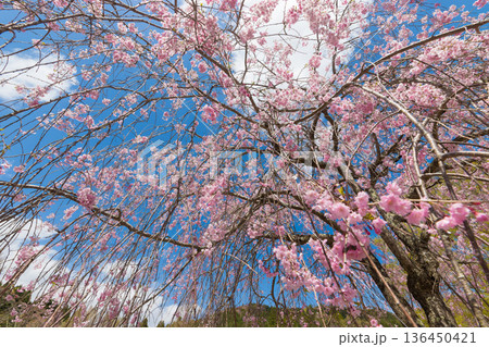 青空としだれ桜(大分県別府市志高湖) 青空としだれ桜(大分県別府市志高湖) 136450421