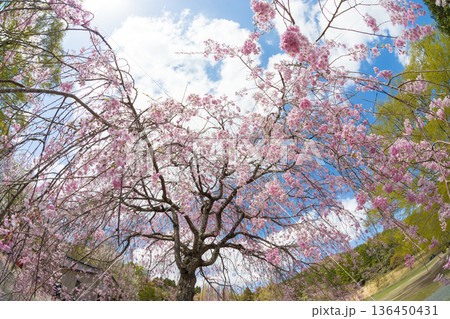 青空としだれ桜（大分県別府市志高湖） 136450431