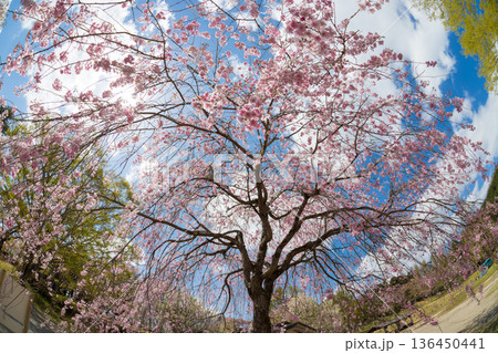 青空としだれ桜（大分県別府市志高湖） 136450441