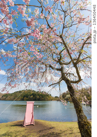 青空としだれ桜（大分県別府市志高湖） 136450448
