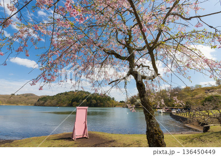 青空としだれ桜（大分県別府市志高湖） 136450449
