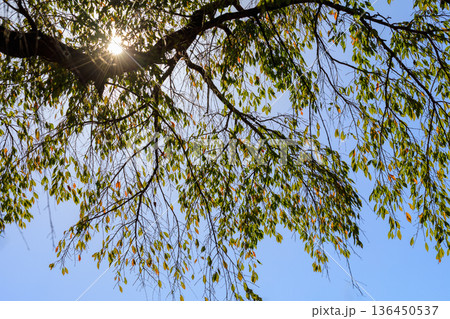 秋模様 136450537