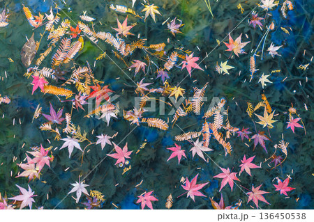 秋模様 136450538