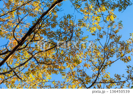 秋模様 136450539