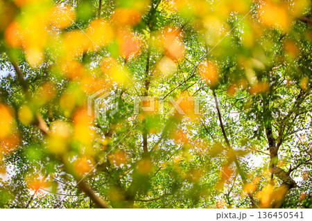 秋模様 136450541
