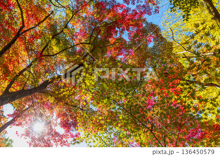 秋模様 136450579