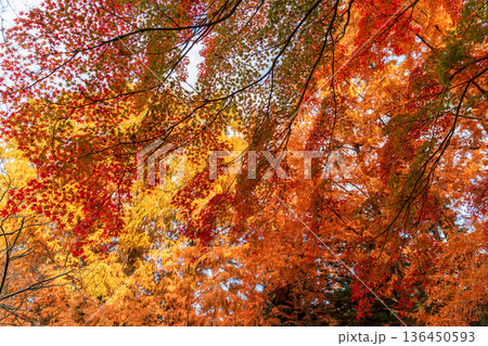 秋模様 秋模様 136450593