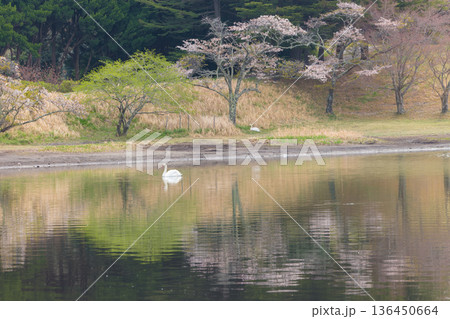 桜と湖の白鳥(大分県別府市志高湖) 桜と湖の白鳥(大分県別府市志高湖) 136450664