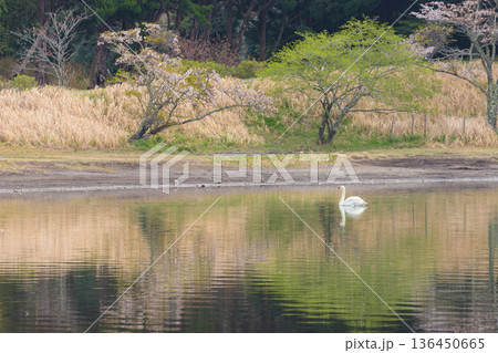桜と湖の白鳥(大分県別府市志高湖) 桜と湖の白鳥(大分県別府市志高湖) 136450665