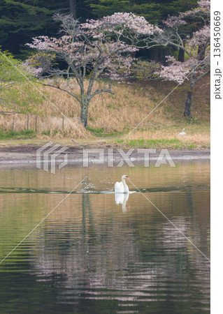 桜と湖の白鳥(大分県別府市志高湖) 桜と湖の白鳥(大分県別府市志高湖) 136450669
