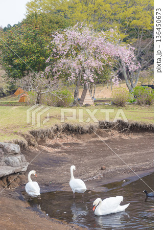 桜と湖の白鳥(大分県別府市志高湖) 桜と湖の白鳥(大分県別府市志高湖) 136450673