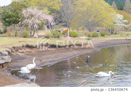 桜と湖の白鳥(大分県別府市志高湖) 桜と湖の白鳥(大分県別府市志高湖) 136450674