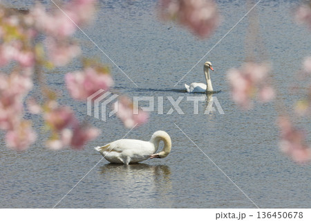 桜と湖の白鳥(大分県別府市志高湖) 桜と湖の白鳥(大分県別府市志高湖) 136450678