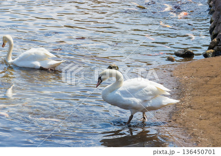 湖と白鳥(大分県別府市志高湖) 湖と白鳥(大分県別府市志高湖) 136450701