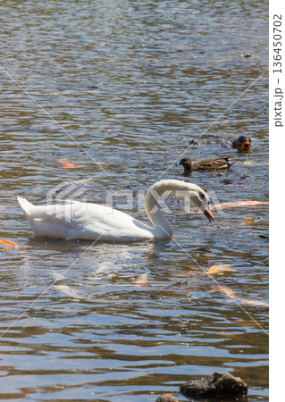 湖と白鳥（大分県別府市志高湖） 136450702