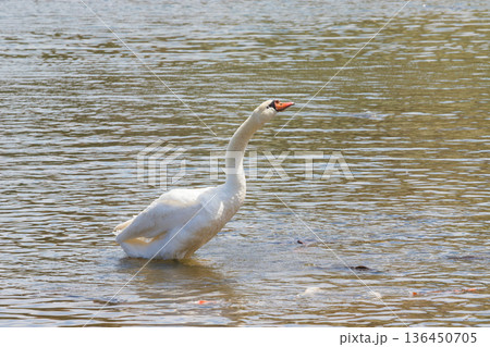 湖と白鳥（大分県別府市志高湖） 136450705