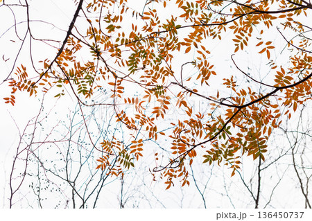 秋模様 136450737