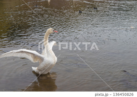 湖で羽ばたく白鳥(大分県別府市志高湖) 湖で羽ばたく白鳥(大分県別府市志高湖) 136450826