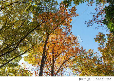 秋模様 秋模様 136450862