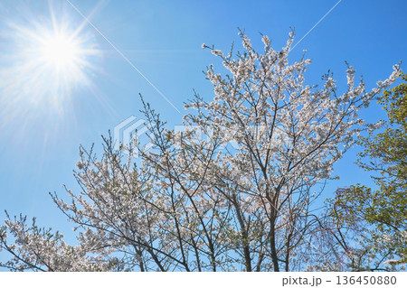 快晴の日の逆光での桜の花 快晴の日の逆光での桜の花 136450880