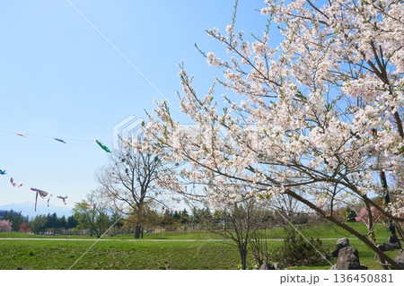 快晴の日の桜の花 快晴の日の桜の花 136450881