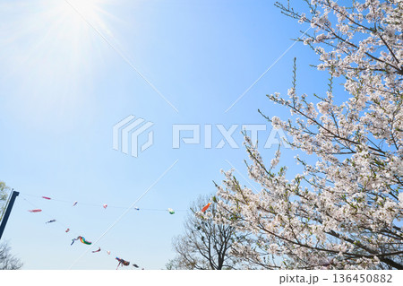 北海道の公園に泳ぐ鯉のぼりと逆光での桜の花 北海道の公園に泳ぐ鯉のぼりと逆光での桜の花 136450882