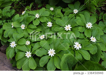 信州栂池自然園で見た輪生の葉の中心に白色の花が咲く楕円状に広がった綺麗なキヌガサソウの群生 信州栂池自然園で見た輪生の葉の中心に白色の花が咲く楕円状に広がった綺麗なキヌガサソウの群生 136450940